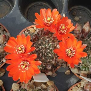 Aylostera ritteri BLMT932-08