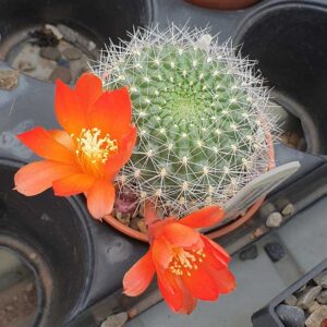 Rebutia minuscula OF71