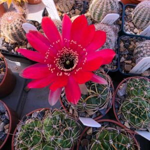 Echinopsis lateritia JO208