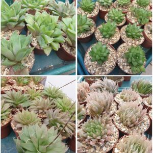 Haworthia offsets