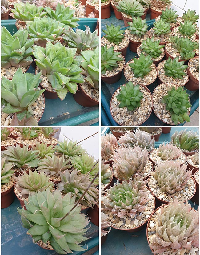Haworthia offsets