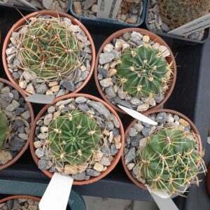 Lobivia lateritia JO208