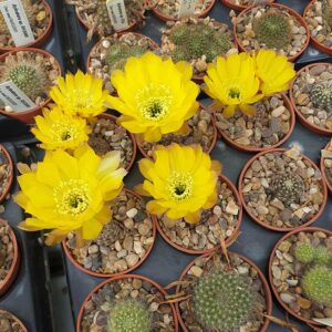 Lobivia aurea HUN609