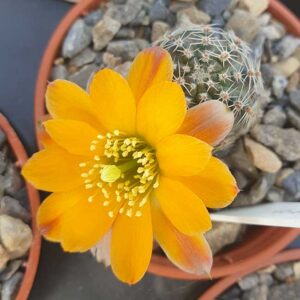 Aylostera diersiana WR631
