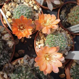 Aylostera pygmaea var. mudanensis MN156