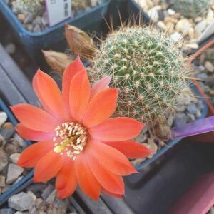 Aylostera sumayana MN488