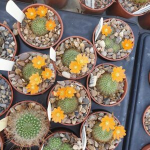 Echinopsis sp.