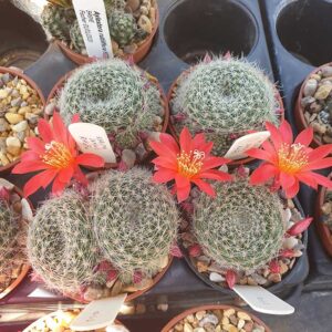 Rebutia senilis RH476