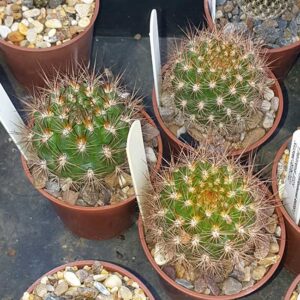 Weingartia pulquinensis var. mairanensis KAS557.2