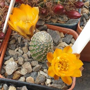 Aylostera gonjianii WR578