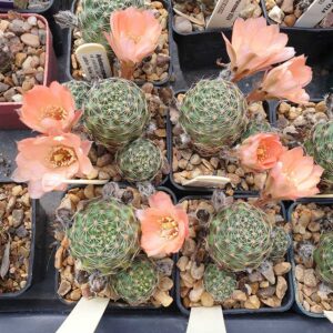 Aylostera pygmaea var. pinkbiflora LF518