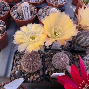 Echinopsis densispina fma. scoparia WR816