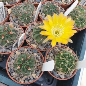 Echinopsis longispina var. kupperiana KP114
