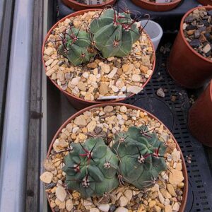 Echinopsis jajoiana var. fleischerisna WR580