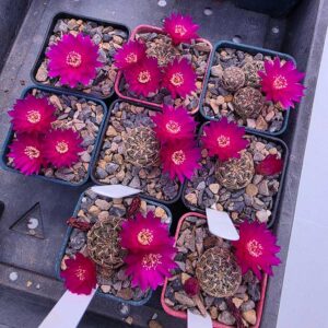 Weingartia crispata