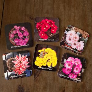 Flowering cacti coasters set of 6