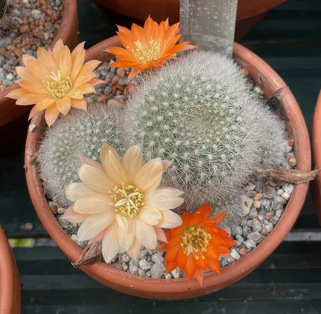 cultivar Apricot Ice