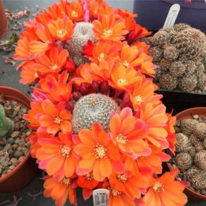 Cultivar Bo Jangles