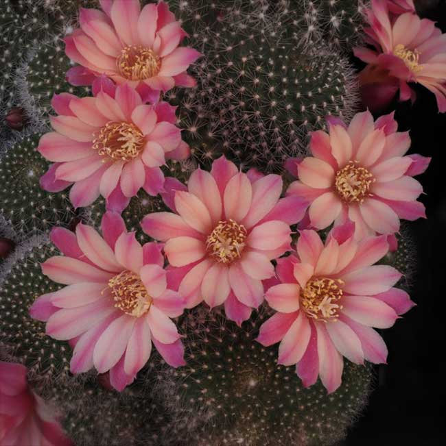 cultivar Laura
