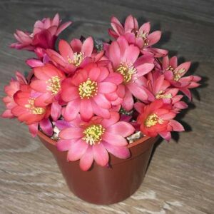 cultivar Mandy