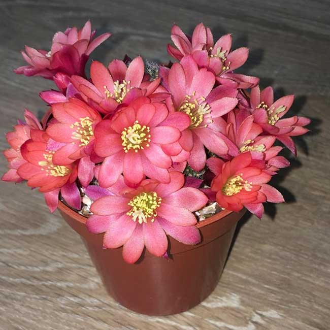 cultivar Mandy