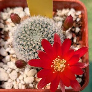 cultivar Susan