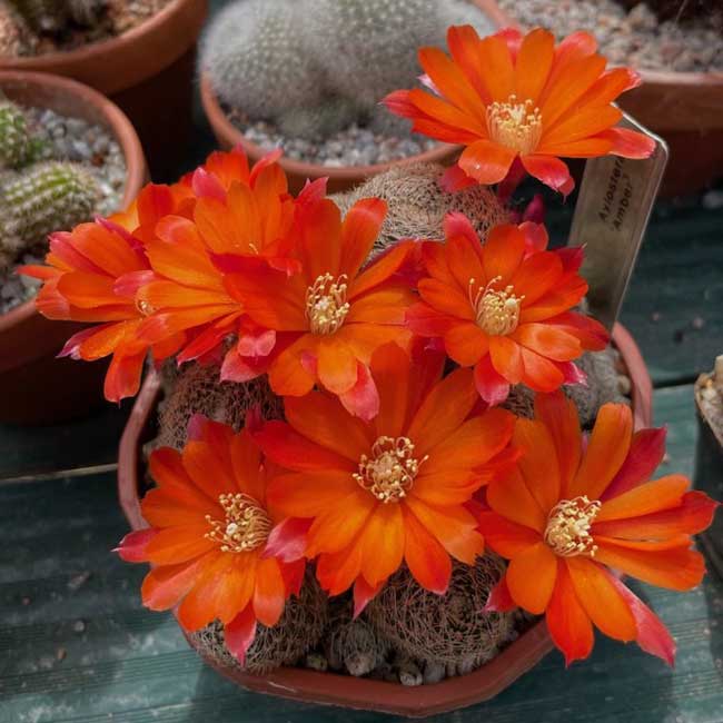 cultivar Amber
