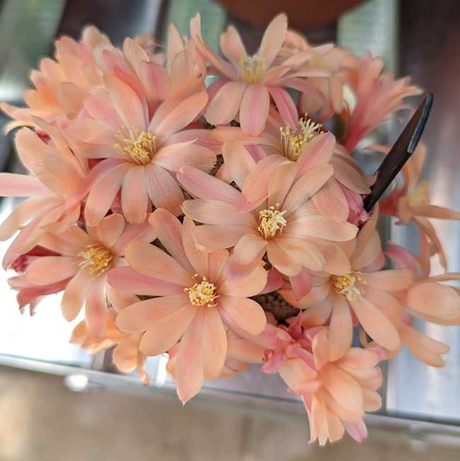 cultivar florence
