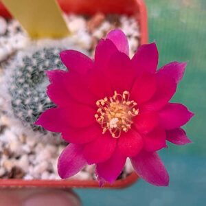 cultivar katy