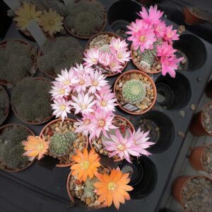 cultivar Amelie F1