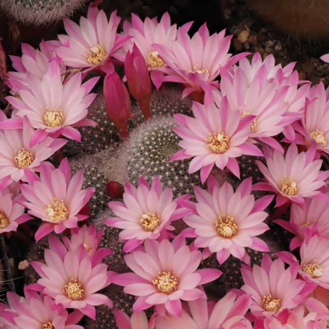 cultivar Charm