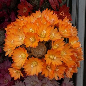 cultivar Lime and Orange