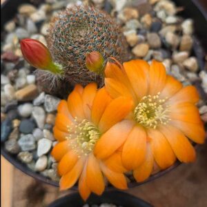 cultivar Palo Lando