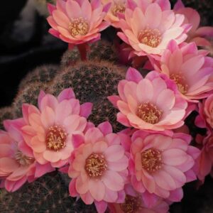cultivar Roxanne
