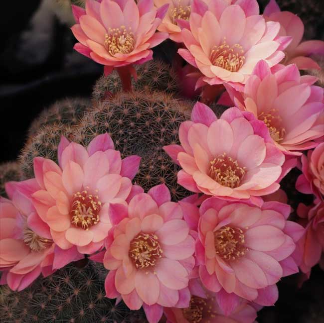 cultivar Roxanne