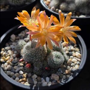 cultivar Sunrise Orange
