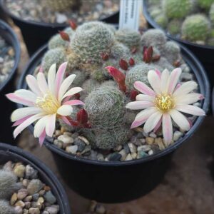 cultivar Sunrise Pink