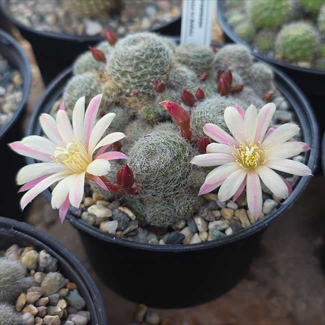 cultivar Sunrise Pink