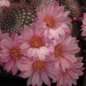 cultivar Tina