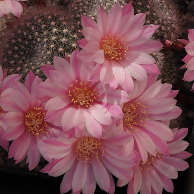 cultivar Tina