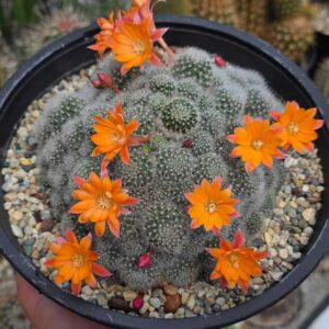 cultivar Celebration Orange