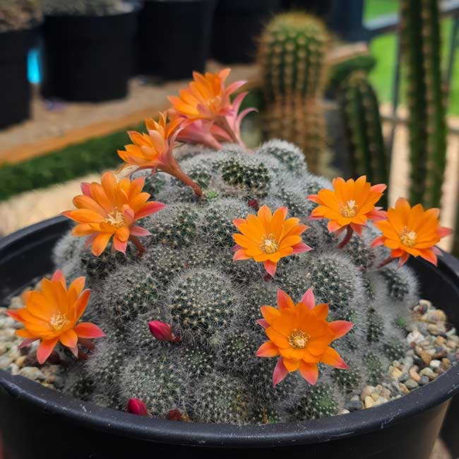 cultivar Celebration Orange