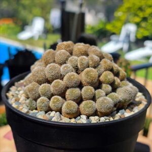cultivar Dusky Maiden